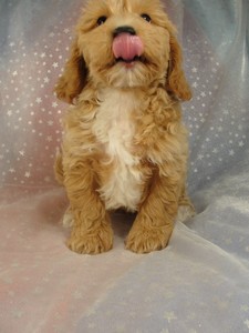 Male Poodle Bichon puppy 11 for sale